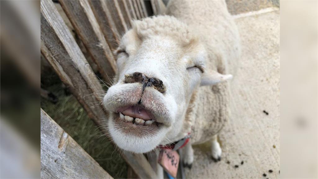 綿羊露齒笑咪咪是一種嗅覺反應。圖／翻攝自Twitter@englandhill_zoo