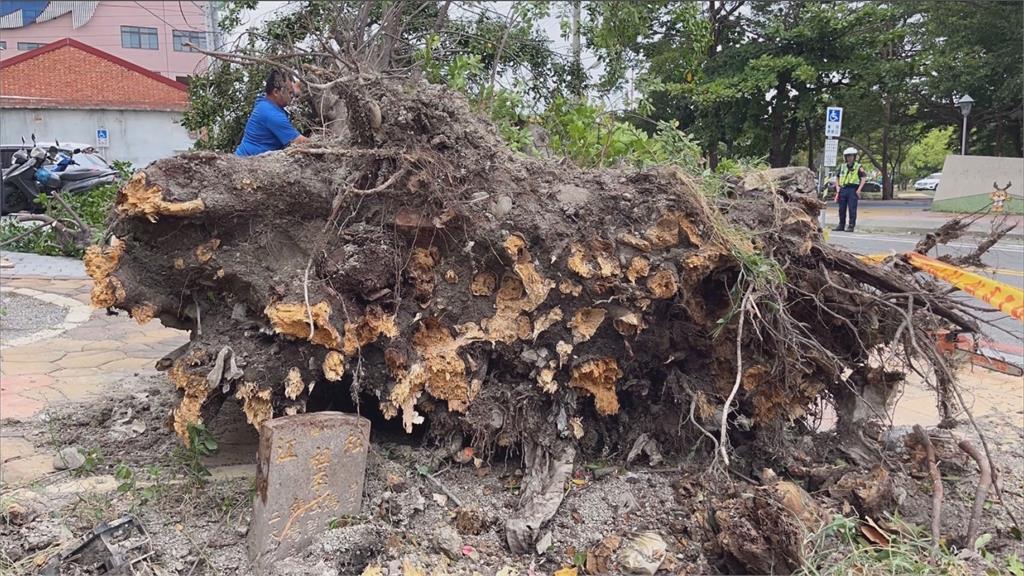 倒塌榕樹根部發現一座墓碑。圖／台視新聞