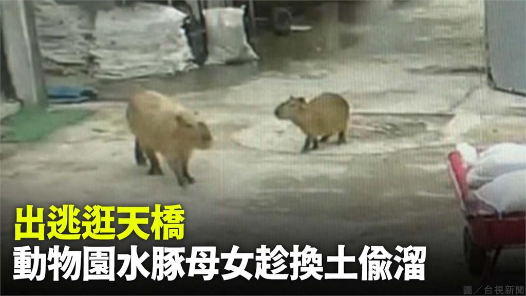 動物園水豚母女檔偷溜出門。圖／台視新聞