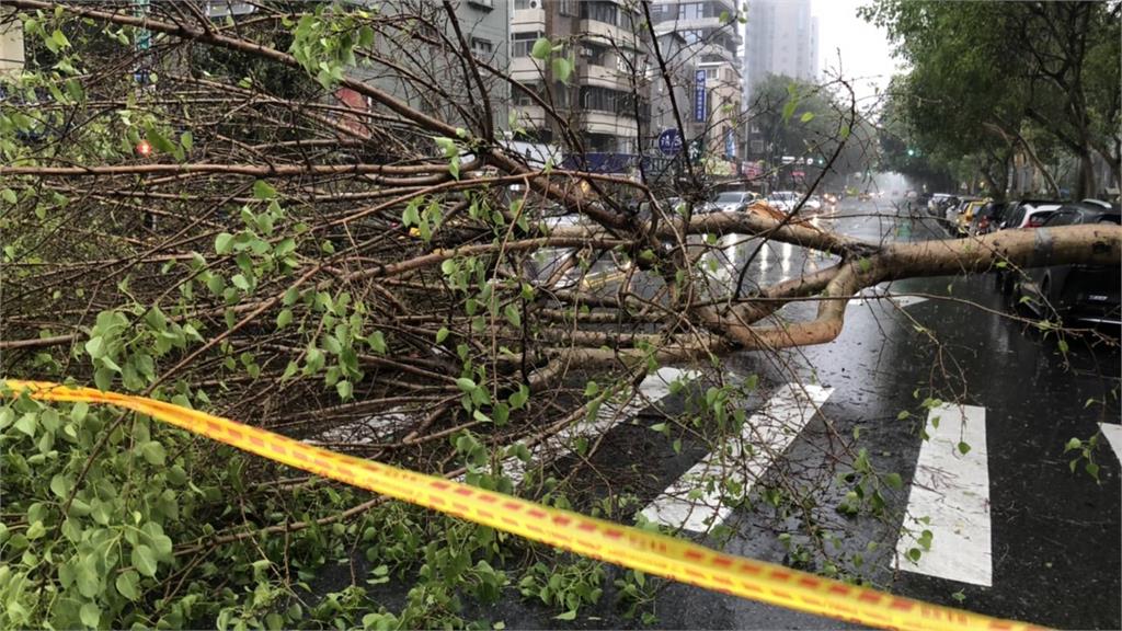 北市午後再降大雨！松山區20公尺路樹倒塌 壓毀1車