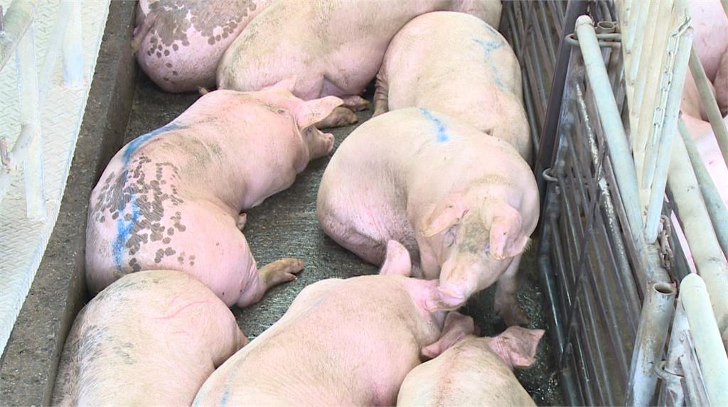 環保署提醒，為防範非洲豬瘟，民眾收到不明來源肉品勿丟廚餘桶。圖／台視新聞（資料照）