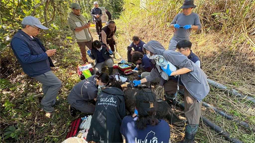 台灣黑熊「阿里曼」二度野放侵擾聚落 捕獲送北市動物園安置