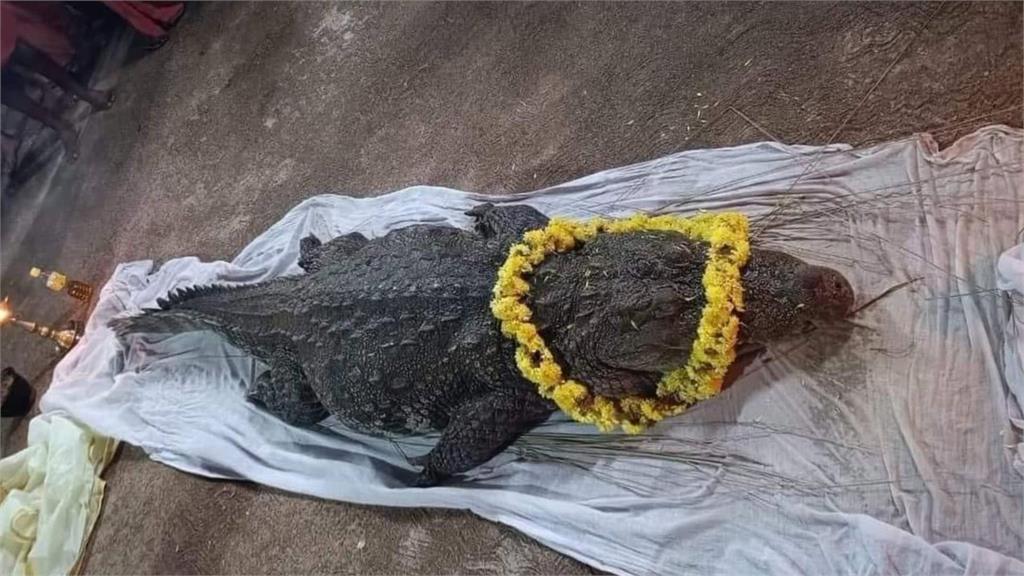 印度「素食神鱷」過世，大批信眾致哀。圖／翻攝自Facebook@Uth Time - India