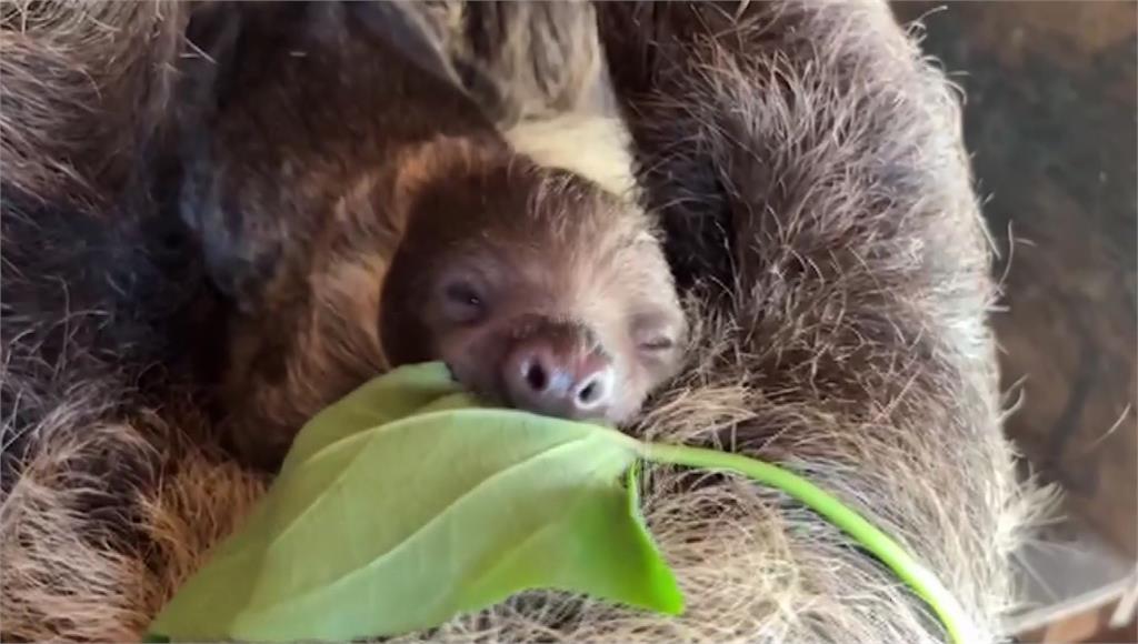 高雄壽山動物園新誕生一隻樹懶寶寶。圖／台視新聞