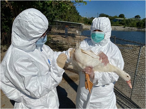 動物防疫人員至禽場進行採樣作業。圖／台南市農業局提供