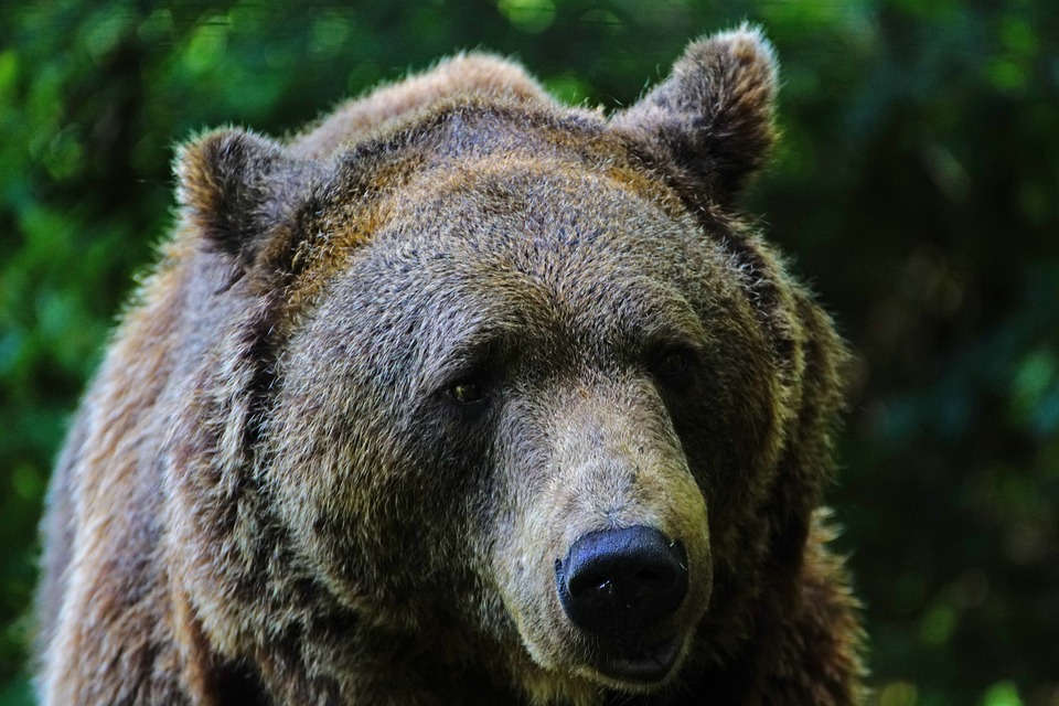 加拿大黑熊把打破車窗狂喝汽水。圖／翻攝自免費圖庫Pixabay