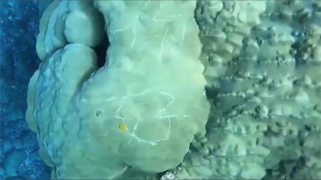 蘭嶼海底珊瑚被刻「你好」 縣府硬起來：揪出破壞者