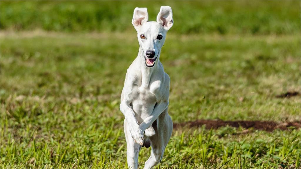 惠比特犬參加跳遠大賽創下好成績。示意圖／翻攝自pixabay（非當事者）