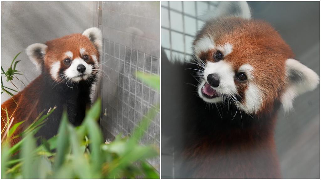 上海2隻小貓熊抵達北市動物園 檢疫1個月熟悉環境才能亮相