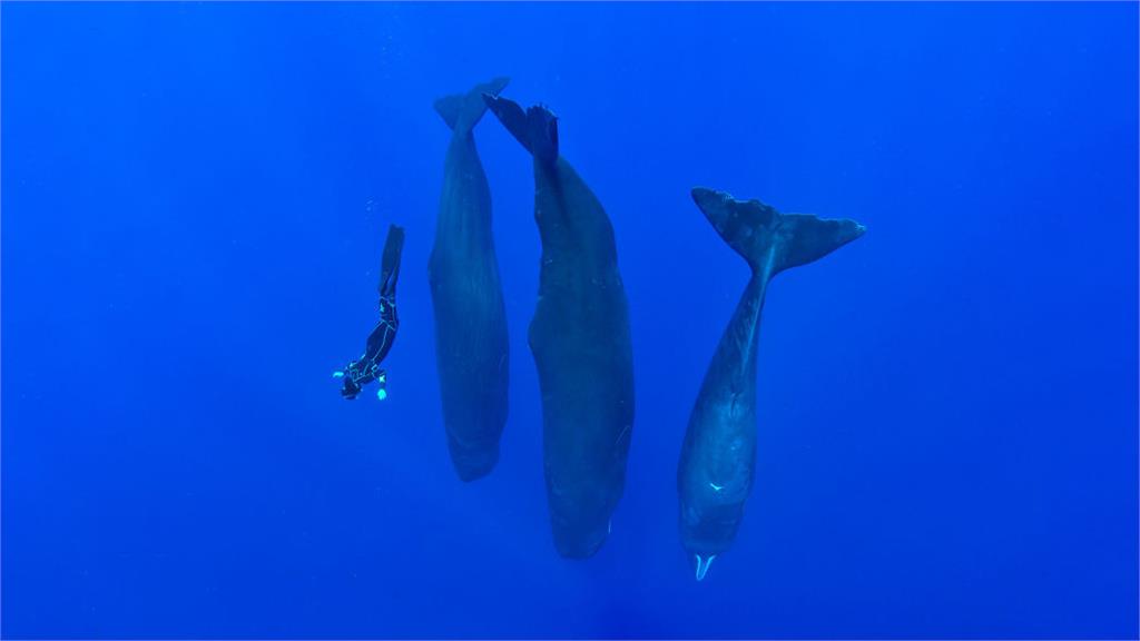抹香鯨群在海中以直立、靜止狀態集體睡午覺。圖／翻攝自wildlifephototours官網