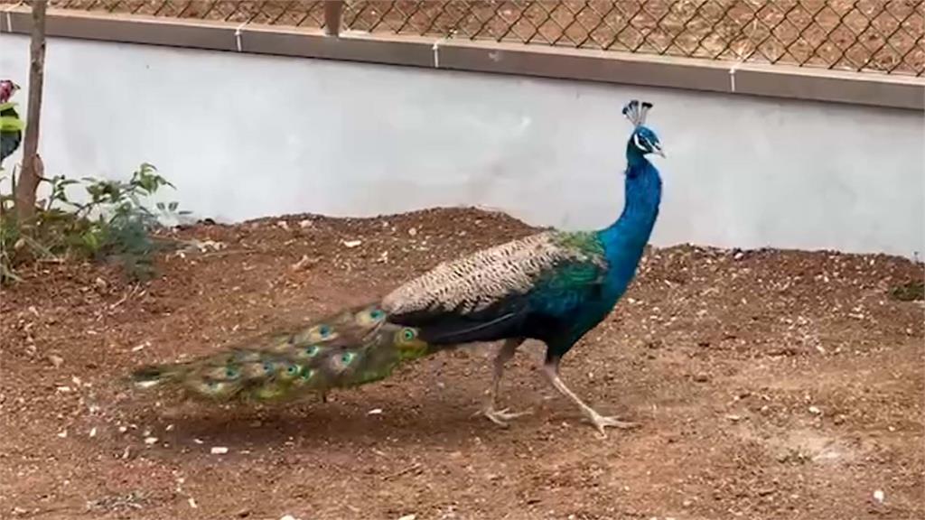 澎湖休憩園區可愛動物園內的藍孔雀。圖／台視新聞