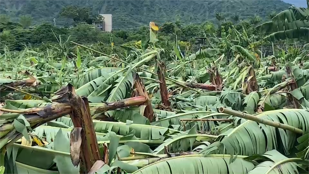 整片香蕉田約700棵果樹，被璨樹颱風攔腰吹斷。圖／台視新聞
