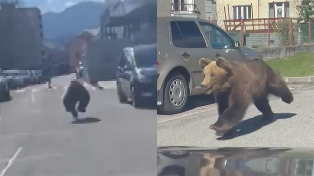 熊出沒！巨大棕熊市區趴趴走傷5人 斯洛伐克小鎮進...