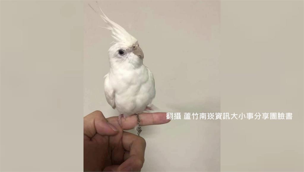 桃園蘆竹一隻名為「小雪」的白色鸚鵡，24號從家中飛走。圖／翻攝自Facebook@蘆竹南崁資訊大小事分享團