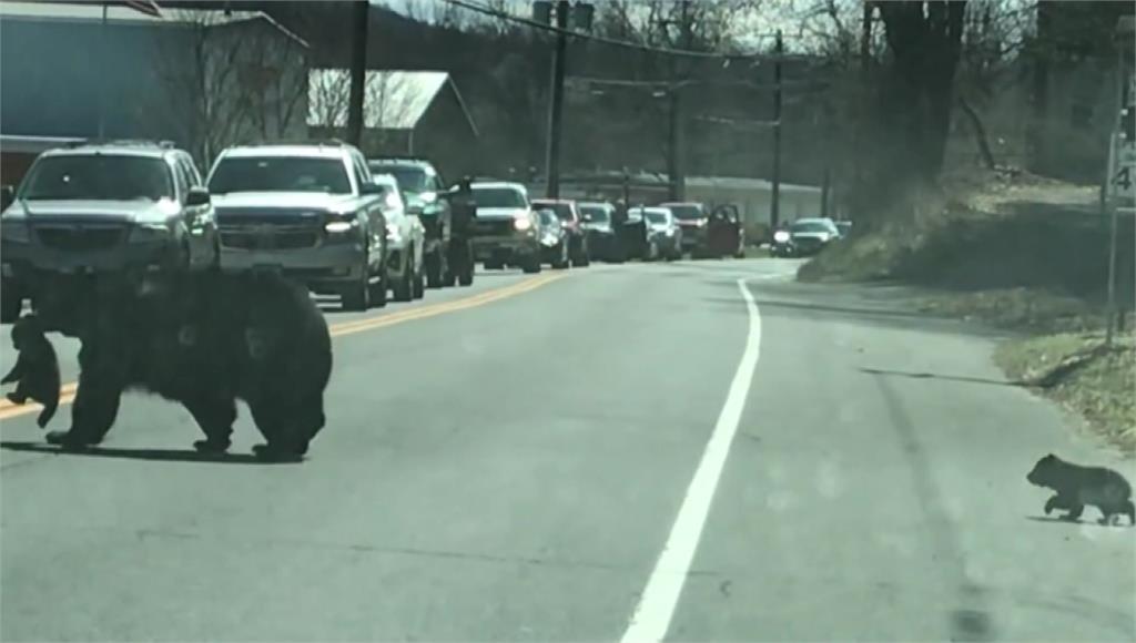 熊媽媽叼著小熊過馬路，後頭還跟著另一隻小熊，模樣可愛。圖／台視新聞