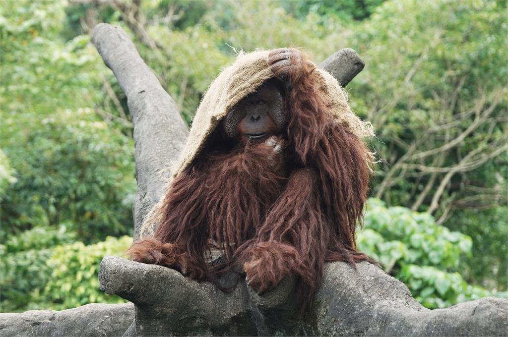 臺北市立動物園為動物們準備禦寒措施。圖／臺北市立動物園提供