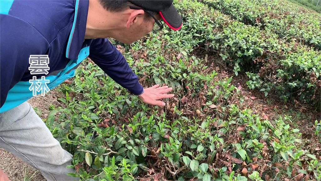 天不降甘霖　茶農果農憂收成差心血泡湯