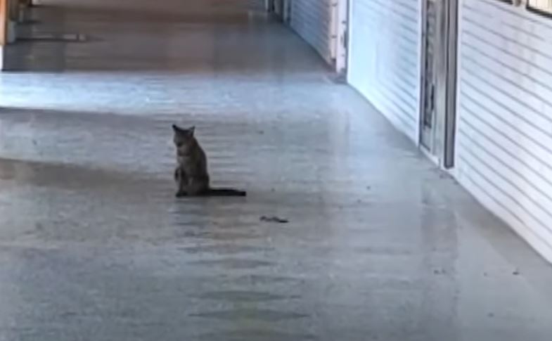 一黑眉錦幼蛇與野貓在走廊，展開「貓蛇大戰」。圖：台視新聞