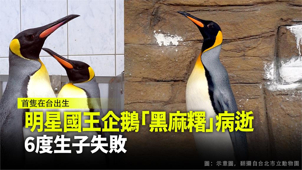 明星國王企鵝「黑麻糬」病逝，年17，無後代。圖：台視新聞