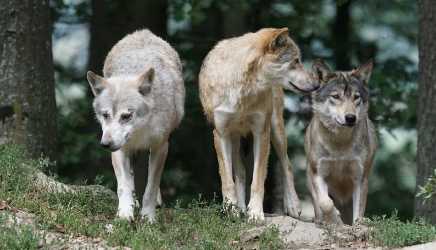 科學家發現，車諾比核電廠當地狼群出現基因突變。示意圖／翻攝自Pixabay