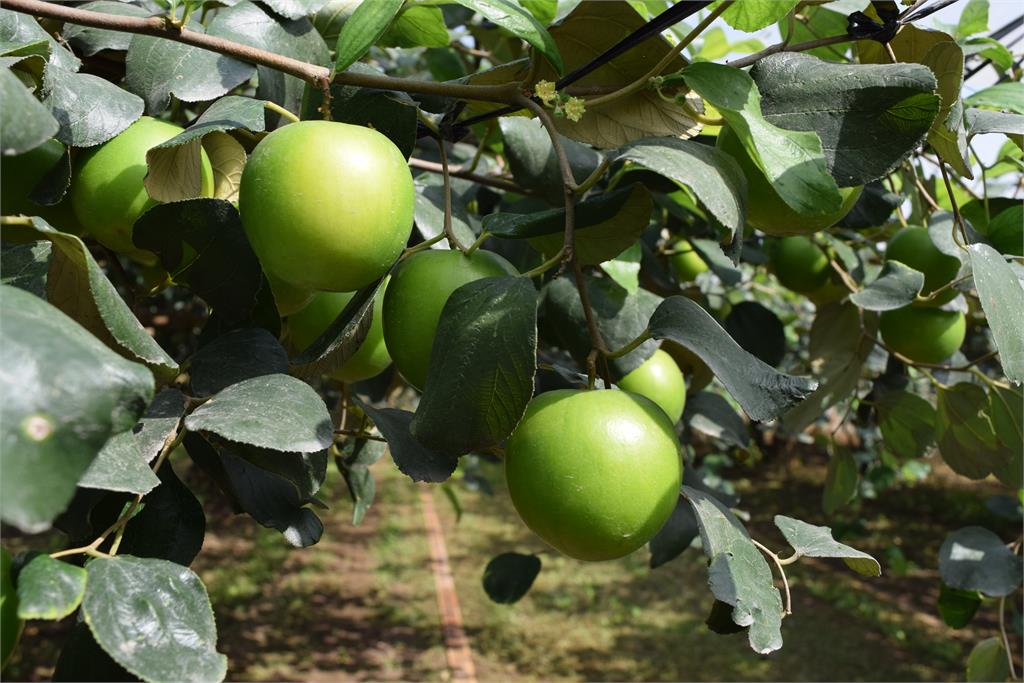 馬年好運棗棗到！高雄蜜棗限量開賣 高雄首選電商平台產地直送