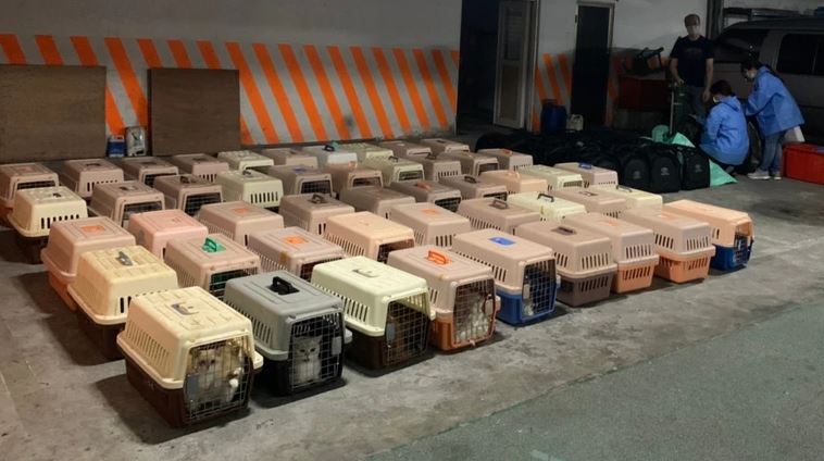 高雄地檢署起訴走私154隻品種貓的嫌犯。圖／海巡署提供