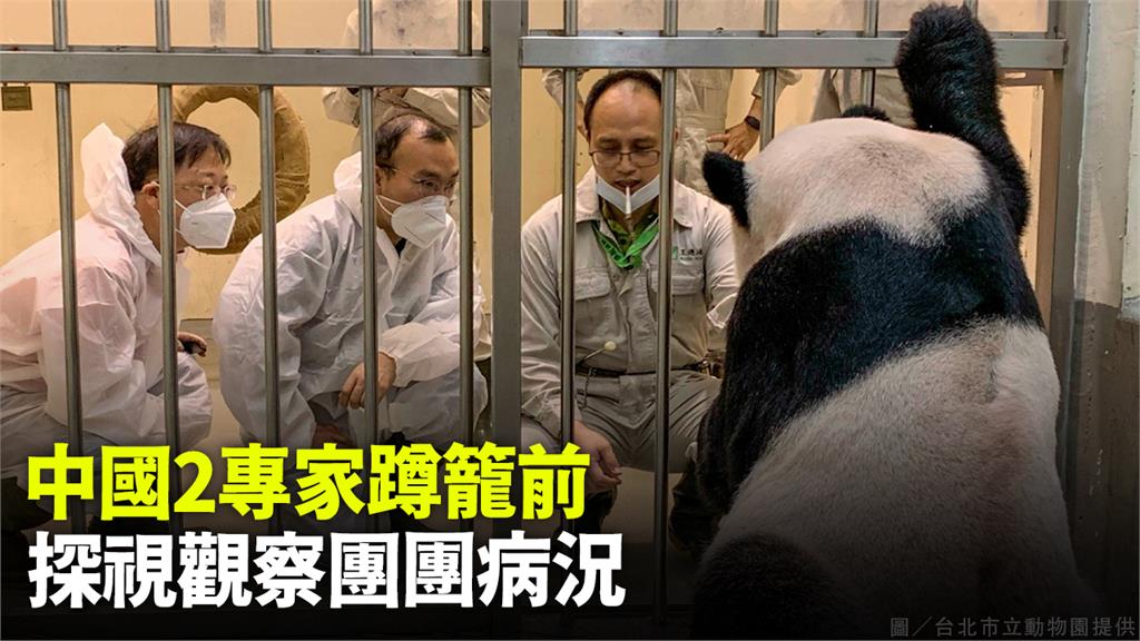 中國2專家蹲籠前，探視觀察團團病況。圖／台北市立動物園提供