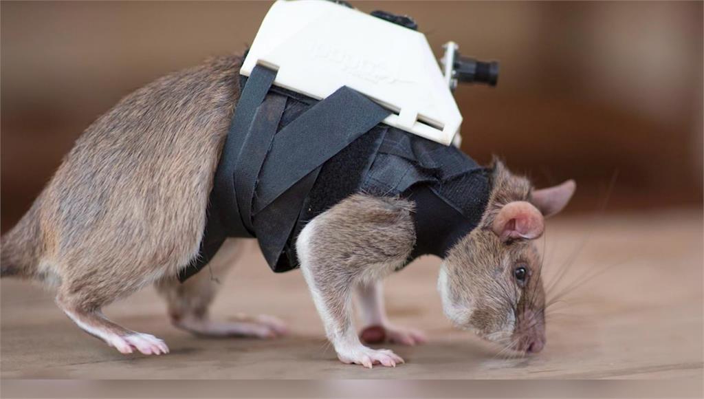 比利時團隊訓練老鼠在瓦礫堆中尋找生還者。圖／CNN
