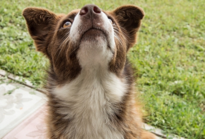 春節郊遊注意！疾管署、防檢署提醒：遠離野生動物 避免狂犬病風險
