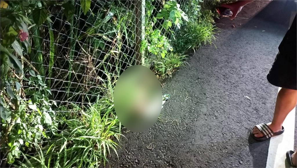 苗栗省道再傳石虎路殺事件，約6個月大的幼公石虎頭部遭撞擊倒臥在馬路上。圖：台視新聞