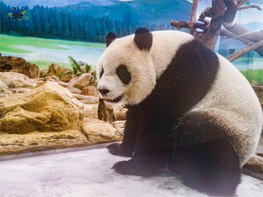 大貓熊「圓仔」常常在冰床上面玩嗨。圖／台北市立動物園