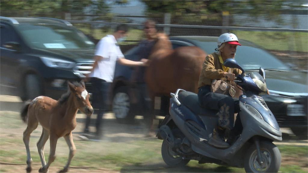 騎士牽「迷你馬」違規上路 民眾嚇傻報警