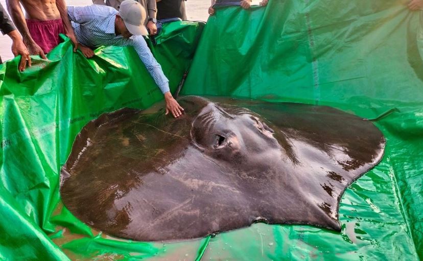 柬埔寨湄公河抓到一隻巨型魟魚。圖／翻攝自Instagram@mekongwonders