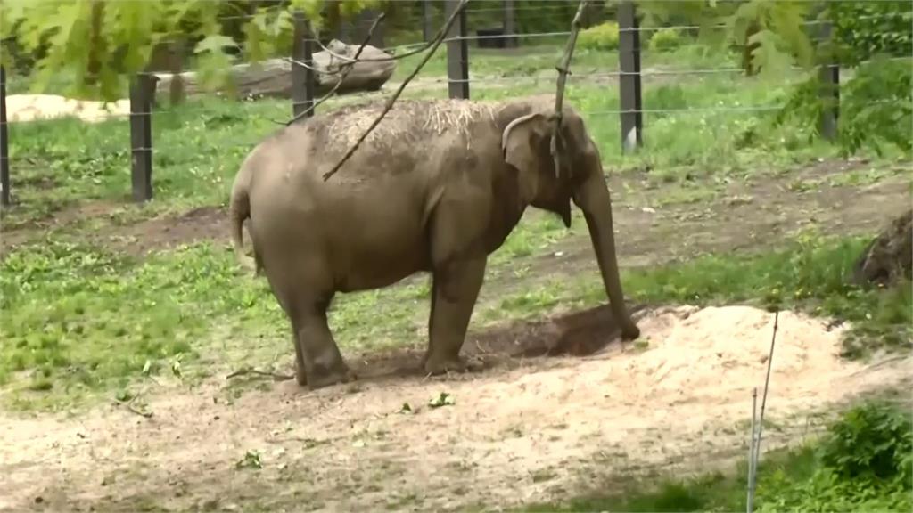 這隻名叫「快樂」的亞洲象是隻單身獨居的大象。圖／翻攝自AP Direct