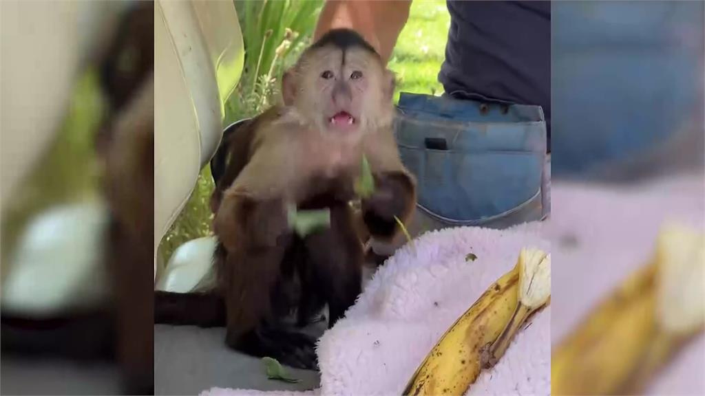 美國洛杉磯這隻捲尾猴平時就愛調皮搗蛋，最近還惡作劇打電話報警。圖／CNN