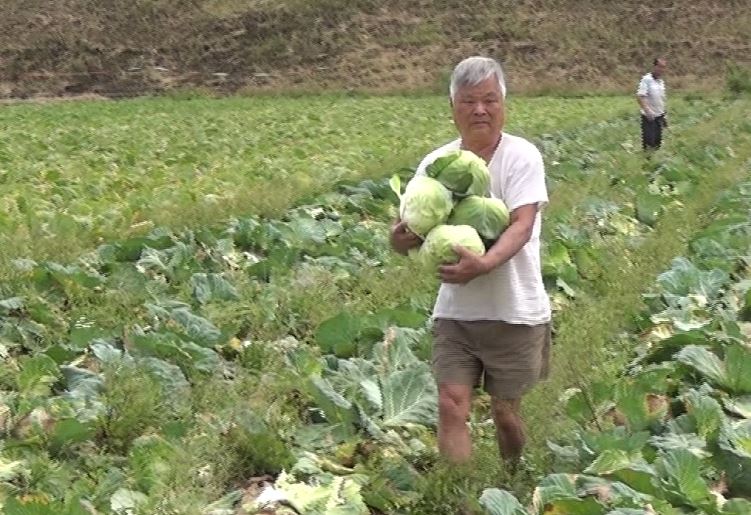 高麗菜價格持續跌 農民開放自採每顆10元