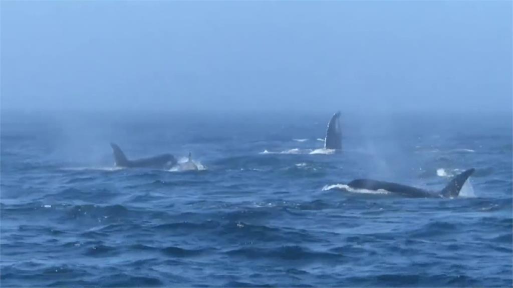 好幾隻座頭鯨和虎鯨湊在一起，又是噴水、又像是要互相衝撞。圖／CNN