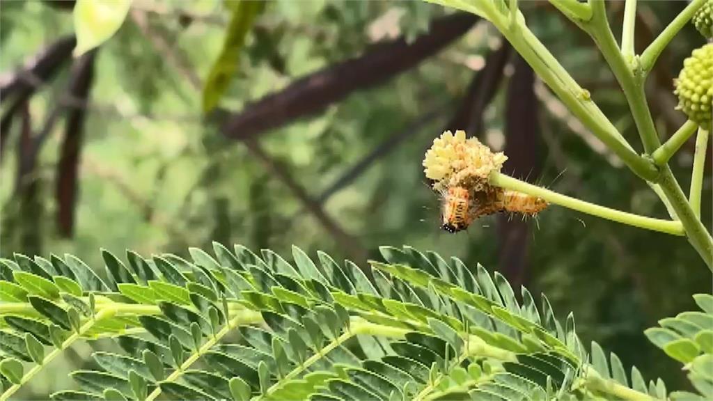 澎湖集體染奇癢紅疹　兇手初判是「毛毛蟲纖毛」