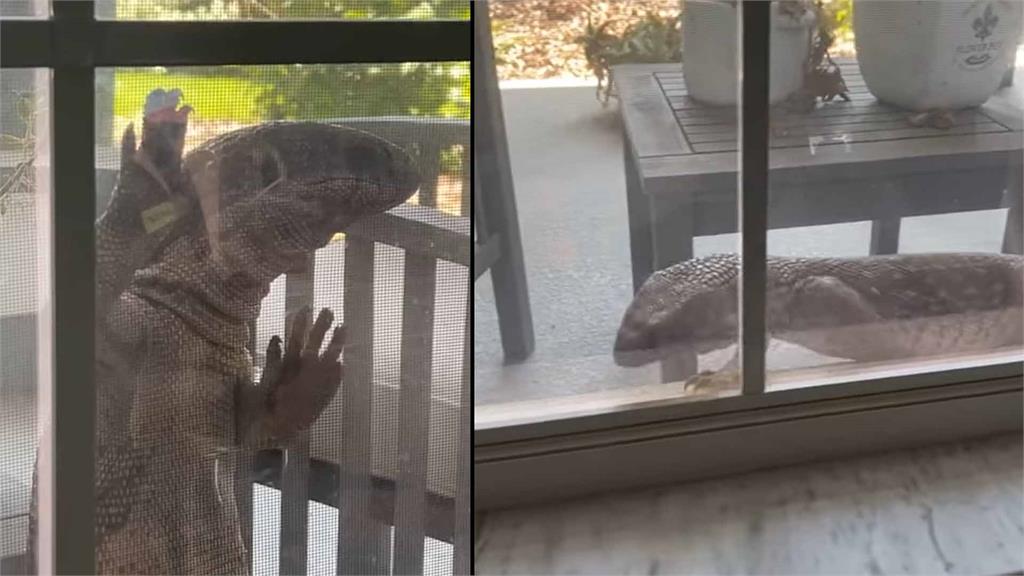 大蜥蜴狂敲門窗想闖入民宅。合成圖／翻攝自Facebook