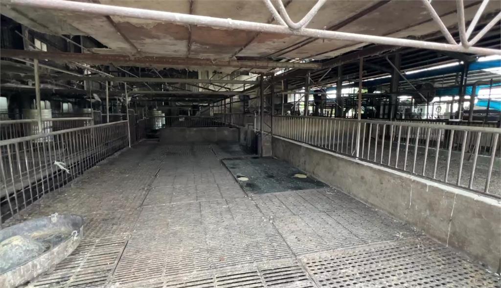 禁運禁宰補助出爐！飼料補貼每頭810元、肉攤停業補助3萬