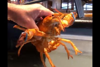 橙色龍蝦被送交給水族館。圖／翻攝自Facebook @Ripley