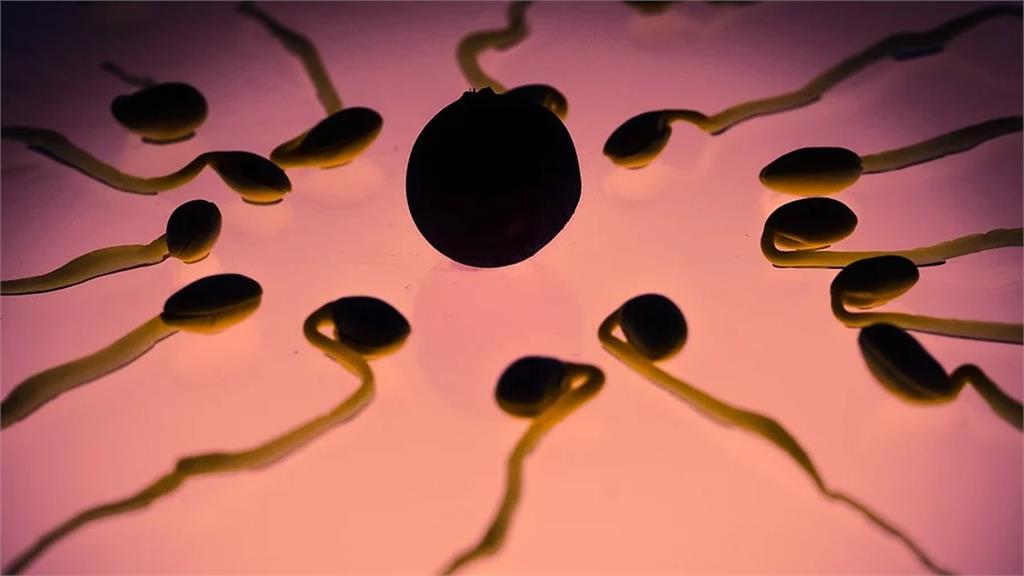 德國團隊研究發現新冠病毒可能是「精子殺手」。示意圖：翻攝自Pixabay@TBIT