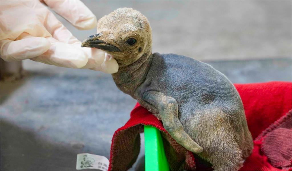 國王企鵝寶寶「飴醬」誕生。圖／台北市立動物園提供
