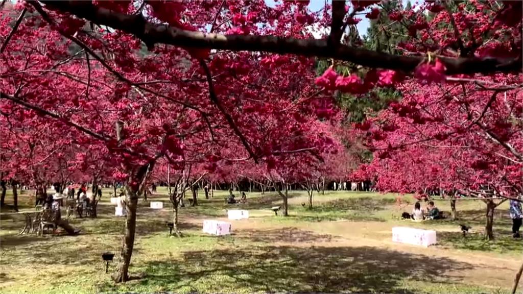 南投各地櫻花紛紛盛開，吸引許多遊客前往賞花。圖：台視新聞