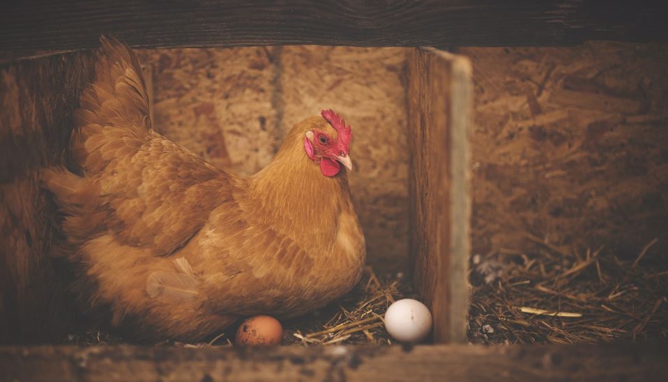 究竟是先有雞還是先有蛋，英國研究人員給出解答。圖／翻攝自Pixabay