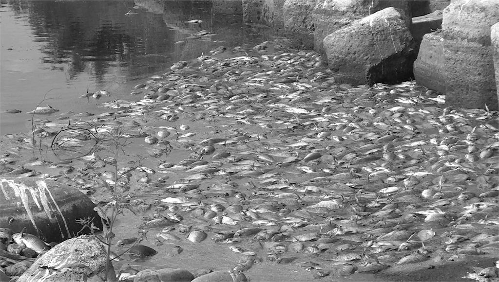台中頭汴坑溪出現上千隻死魚，經環保局檢測應為枯水期所致。圖／台視新聞