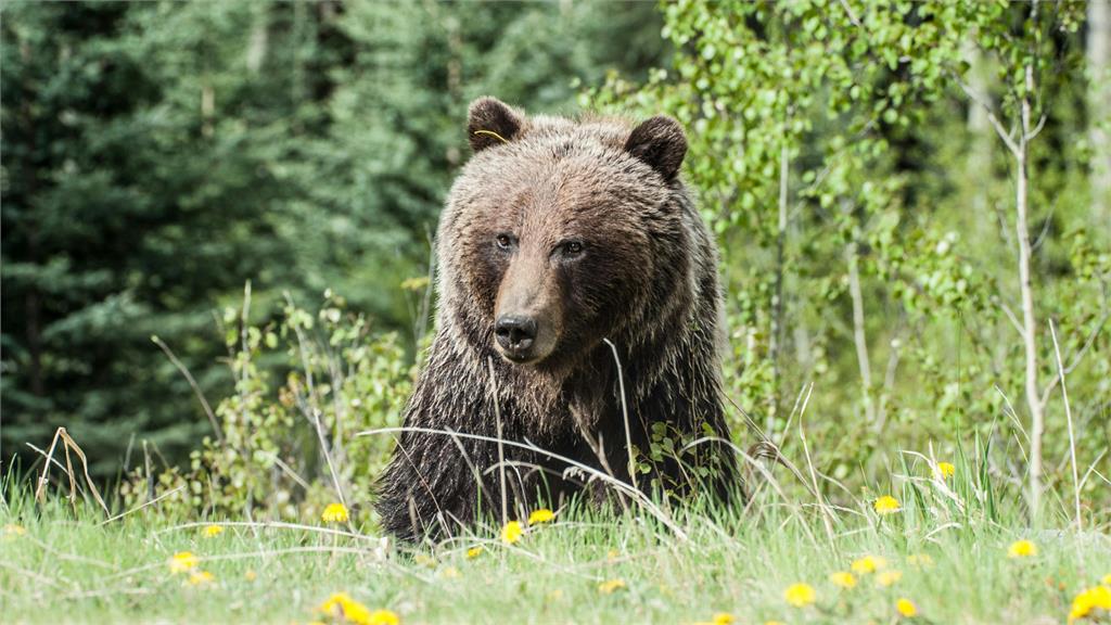 日本熊出沒太頻繁！累計12死破紀錄 自衛隊進駐秋田防災