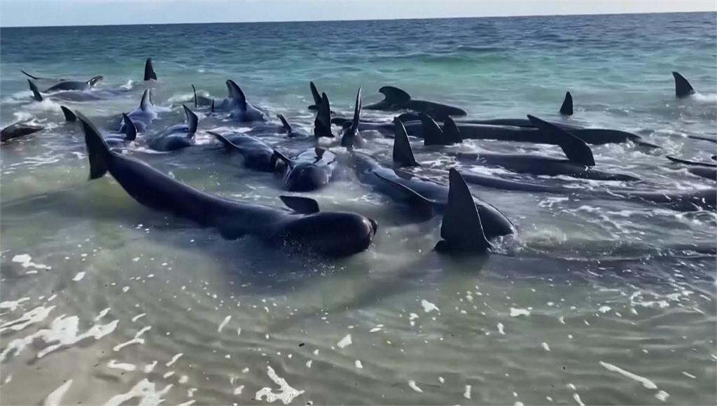 澳洲西海岸上百鯨魚「集體擱淺」 26頭死亡！
