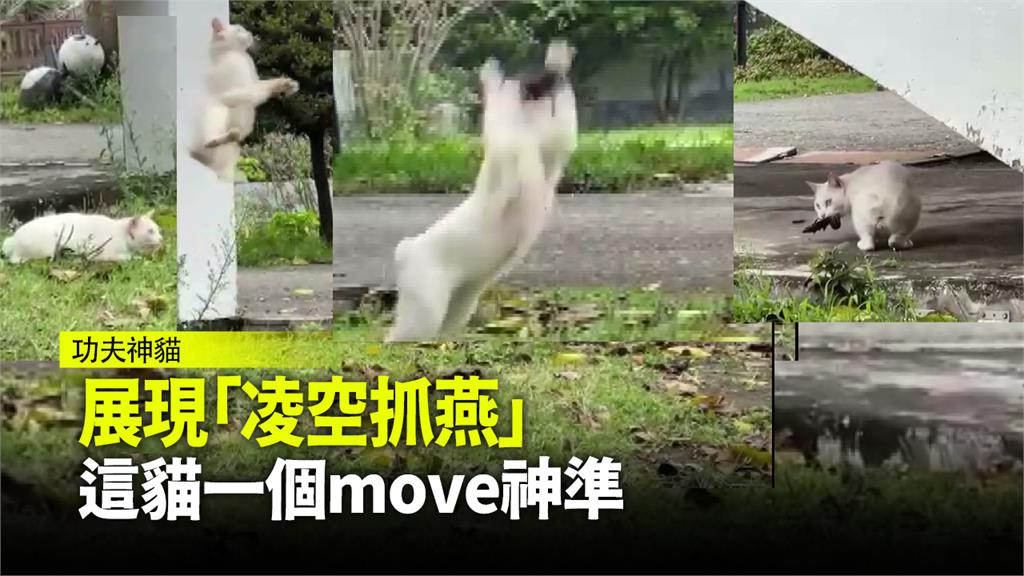 好功夫！蘭嶼校貓一個move　原地彈射捉燕成功