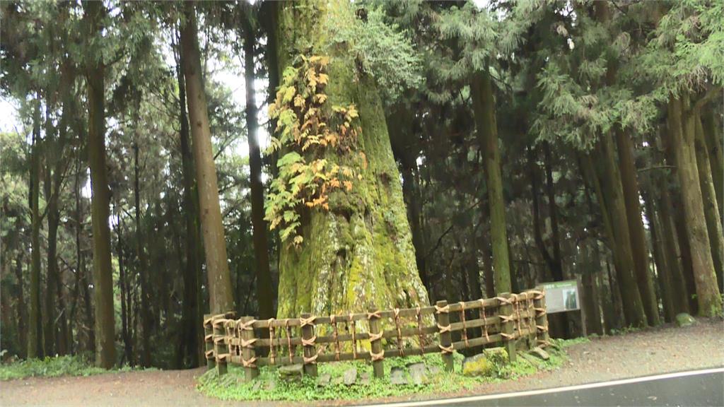 阿里山紅檜巨木高齡1600歲。圖／台視新聞